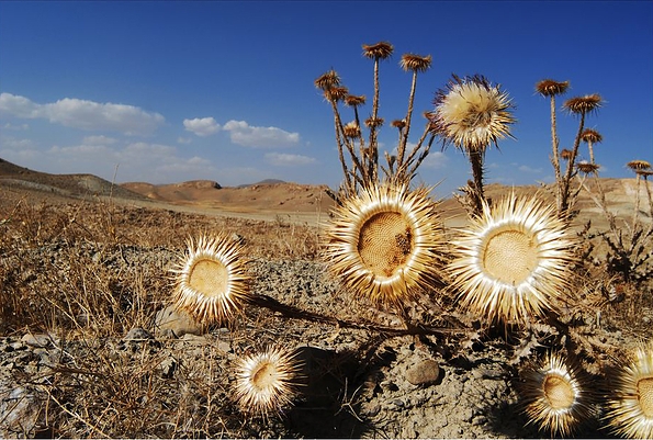 Desert Flower