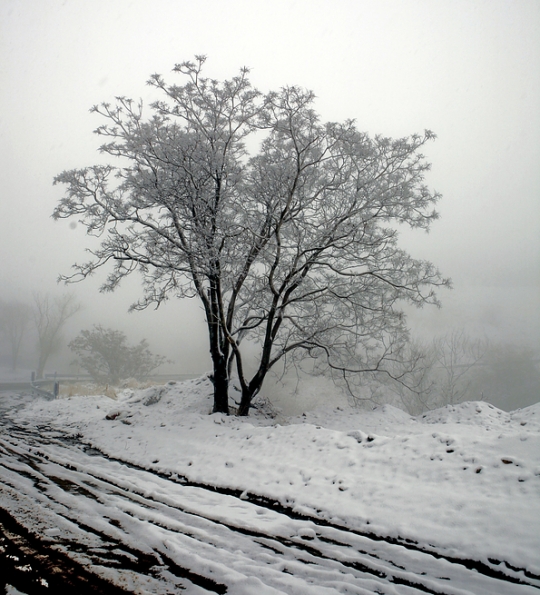 Snow & Tree Iran