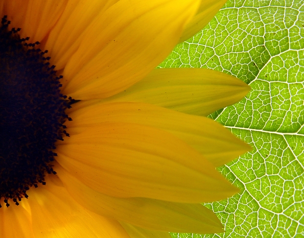 Bigstockphoto Bright Sunflower 13212